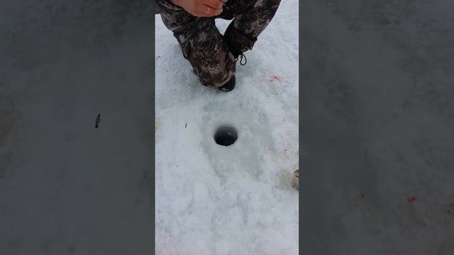 Форель на жерлицу смотреть онлайн