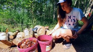 Как поливать грядки с  с мульчей? Настой из луковой шелухи и зола от вредителей