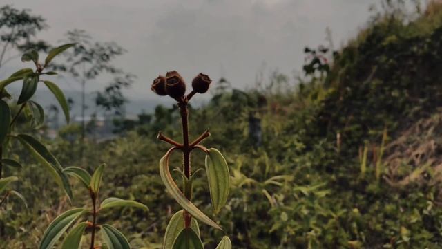 VIDEO BOKEH the view in the garden is beautiful смотреть онлайн