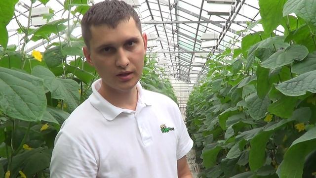Хищные насекомые  Защита урожая