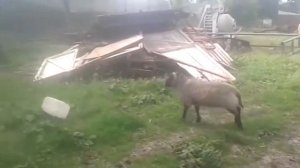 Не связывайтесь с баранами.