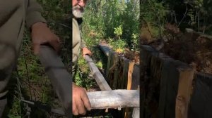 Охота на глухаря. Старинный способ ловли птицы!