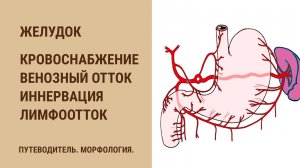 Желудок. Кровоснабжение. Венозный отток. Иннервация. Лимфоотток