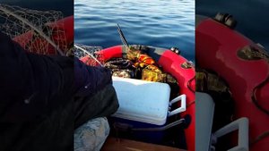 троллинг терпуга 21.10.2021