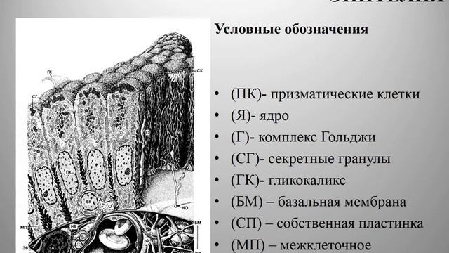 Желчный пузырь. Gallbladder.  Гистология. Норма