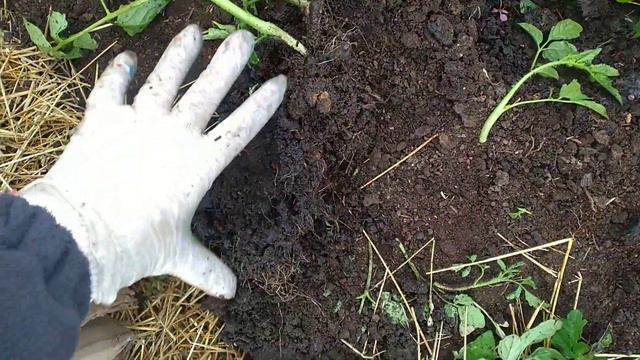 "Ветер, ветер - ты могуч! "Погода и природа. и у нас жара спала. Дождик прибил пыль. Сажаю помидоры смотреть онлайн