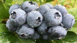 О сортах и о пользе голубики