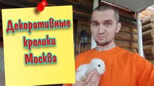 Декоративные кролики Москва