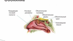 Как вернуть обоняние и вкус ?