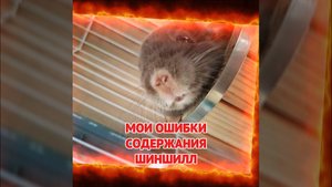 Мои ошибки при содержании шиншилл