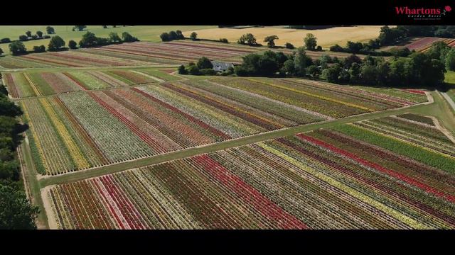 Rose Field in Flower смотреть онлайн