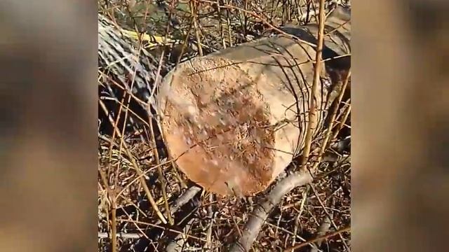Грибы вёшенка лёгкая рассада в   домашних условиях ?