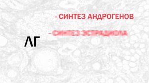 Регуляция менструального цикла