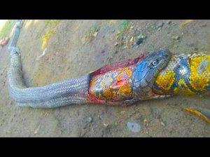 Вот почему Королевская Кобра ненавидит других Змей