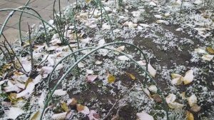 Укрытие роз на зиму без заморочек. Обрубила туи,🙈😂