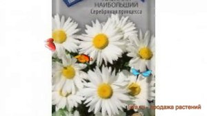 Нивяник наибольший Серебряная принцесса ? обзор: как сажать, семена нивяника Серебряная принцесса