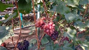 @Новый виноград  Виноград Казанова  Виноград Красава