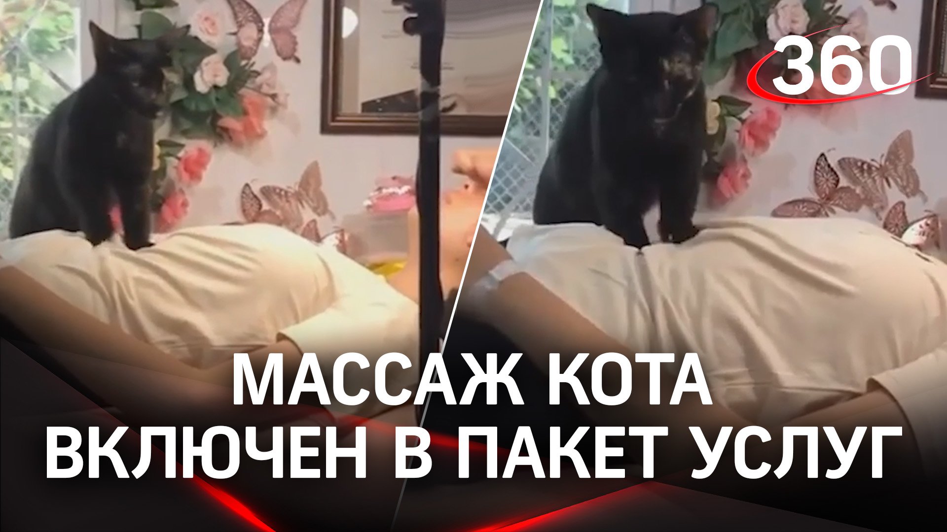 Кот-массажист продвигает бизнес: как же он хорош!