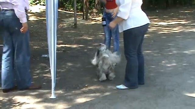 ши-тцу ринг/июнь 2010 Луганск смотреть онлайн