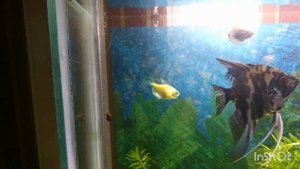 Заболела рыбка тернеция