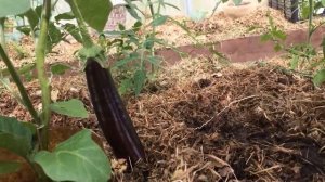 СКОРАЯ ПОМОЩЬ РАССАДЕ ПОСЛЕ ЗАМОРОЗКОВ