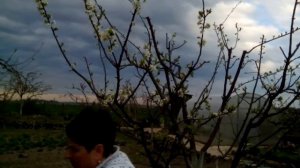 Искусственное опыление сливы сорта Стенли