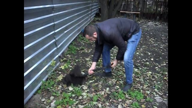 Шашлык по Армянски | Самый простой маринад или как я дерево сажал смотреть онлайн