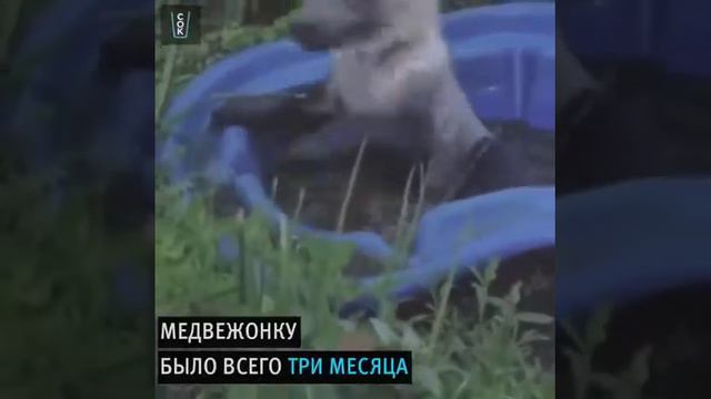 медведь дома ))) смотреть онлайн