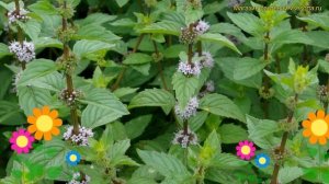 Мята изящная. Краткий обзор: Мята изящная описание характеристик, где купить саженцы mentha gentili