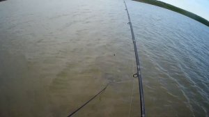 КАРП и АМУР на ФЛЭТ весной. Волосяной монтаж НА ПЬЯНУЮ КУКУРУЗУ.