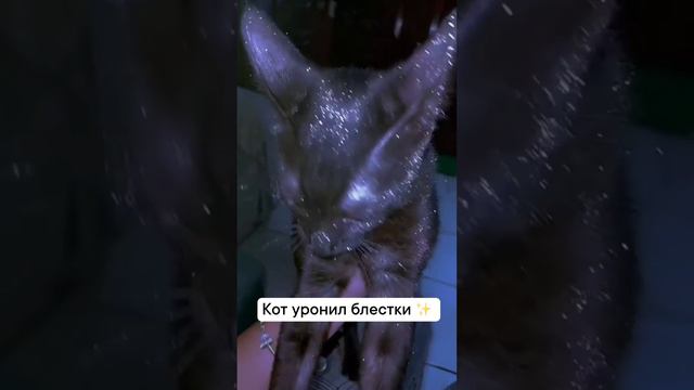 Кот уронил блестки