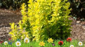 Барбарис тунберга Голден Рокет ? Обзор: посадка и уход. саженцы барбариса: описание и особенности