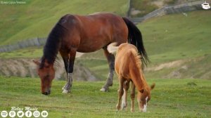 Такая красивая мелодия, что я плачу слушая... Шедевр! Самая красивая мелодия в мире. Sergey Chekali