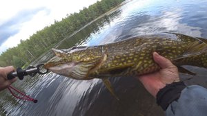 Поймал щуку ГОЛЫМИ РУКАМИ! Летающая кумжа и злые поклевки. Рыбалка в Карелии!