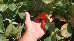 Клубника БРИЛЛА! Конец сезона 2021г!