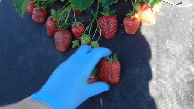 МАРИСОЛЬ - отличный сорт клубники с очень хорошими показателями. / мини-питомник КЛУБНИКА-МАЛИНА.
