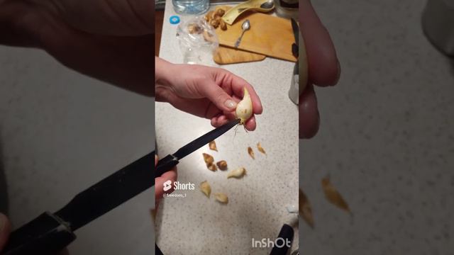 размножение луковичных растений смотреть онлайн