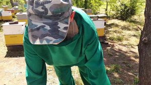 Долгожданные матки ИО и перенос маточников в сборный отводок.