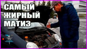 Самый жирный матиз  Обзор