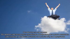 Как отличить лилейник от лилии