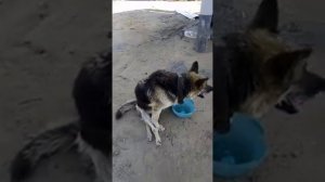 СБИЛИ СОБАКУ Продолжение HELP THE DOG