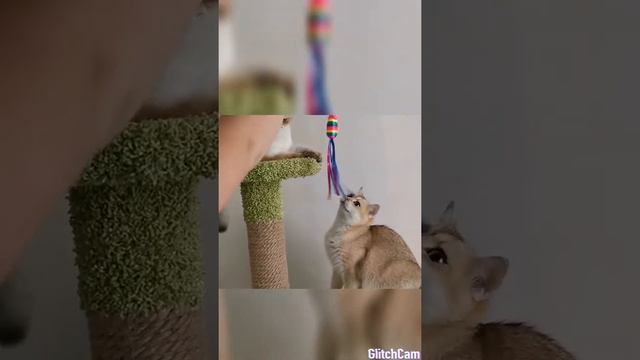 Шотландские золотистые шиншиллы! ?