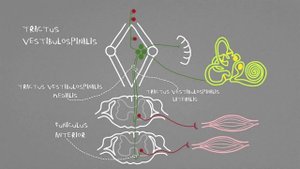 Экстрапирамидные пути: tr. vestibulospinalis, tr. rubrospinalis, tr. tectospinalis