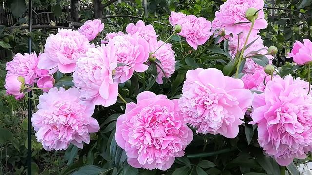 Пион Александр Флеминг не сдает свои позиции! Продолжает цветение на боковых бутонах.21июня 2020. смотреть онлайн