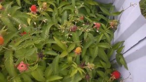 Ежеклубника в период созревания