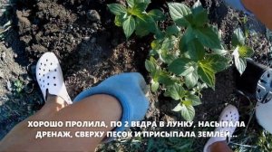 ЗИМОСТОЙКАЯ ГОРТЕНЗИЯ для УРАЛА, МЕТЕЛЬЧАТАЯ! ПОСАДКА/ЧЕТЫРЕ СОРТА НОВОЙ ГОРТЕЗИИ /КРАСОТА