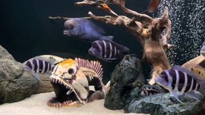 Африканские цихлиды! Рыба подросла и появилась новая?