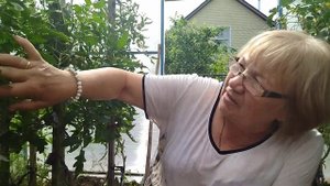 ЧЕМ РАДУЮТ СОРТА ТОМАТОВ ИСКУСИТЕЛЬ И МАРШАЛ ПОБЕДЫ?