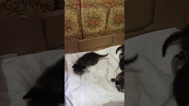 ВЕСЕЛЫЕ РЕБЯТА УЧАТСЯ ИГРАТЬ). 18 день из жизни Кошариков... смотреть онлайн