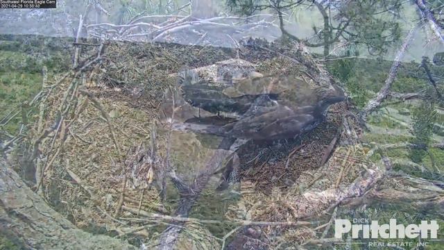 SWFL Eagles ~ A Crow Chases & Hits E18 In Mid-Air! E17's Pond Visit, Tail Nipping & Closeups 4.29.2 смотреть онлайн